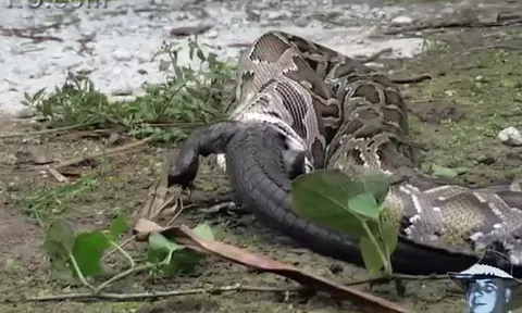 CLIP: Chạm trán trăn khổng lồ, cá sấu caiman bị kẻ thù nuốt chửng