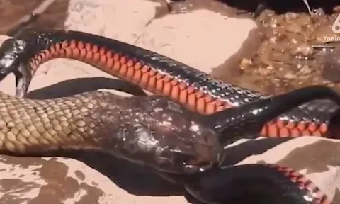 CLIP: Hổ mang chúa tung độc kích, hạ gục 'sát thủ đen'