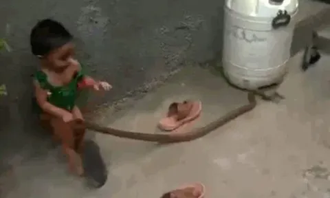 CLIP: Bé gái 2 tuổi tay dùng không bắt rắn và cái kết khiến người xem 'thót tim'