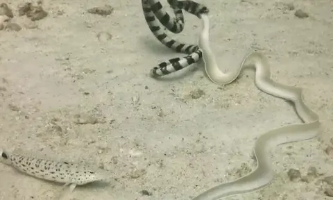 CLIP: Đi săn lươn bạch tạng, rắn cạp nia biển từ kẻ đi săn biến thành con mồi