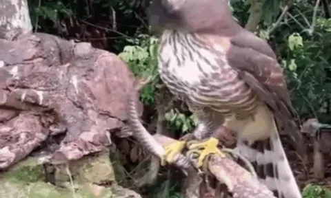 CLIP: Tử chiến với diều hâu, rắn độc bị đối thủ moi mắt