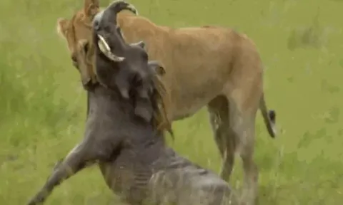 CLIP: Sư tử mẹ phô diễn sức mạnh, thành công hạ gục lợn rừng 'khủng' trước mặt đàn con