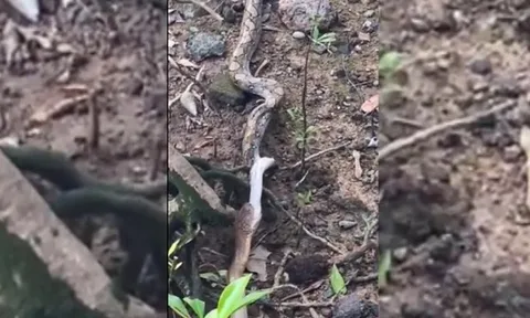 CLIP: Rắn hổ mang chúa nuốt chửng trăn gấm khổng lồ