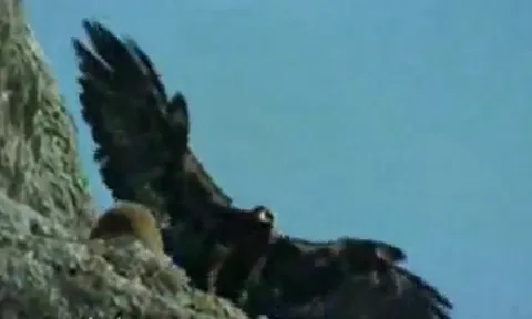 CLIP: Rợn người cảnh đại bàng hạ sát dê núi bằng cú rơi từ vách đá hàng chục mét