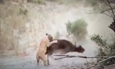 CLIP: Trâu rừng gục ngã dưới móng vuốt ba con sư tử