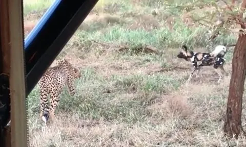 CLIP: Bầy chó hoang liều lĩnh cướp mồi báo săn và cái kết