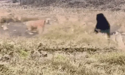 CLIP: Gấu đen dũng mãnh khiến hổ dữ phải tháo chạy