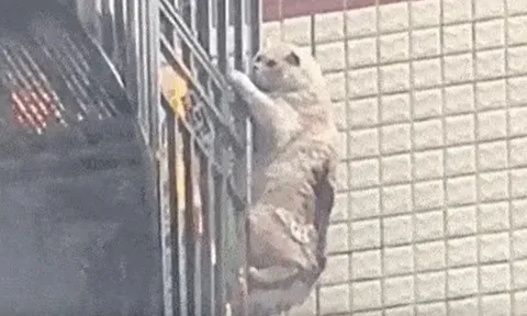 CLIP: Mèo thông minh thoát hiểm ngoạn mục bằng cách bám lan can tầng 4 giữa vụ cháy lớn