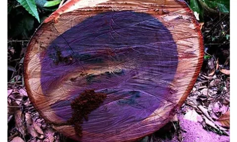 Việt Nam sỡ hữu một trong 5 loại gỗ quý nhất hành tinh, giá hơn 2 tỷ đồng/kg