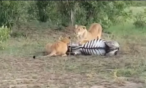 CLIP: Ngựa vằn bỏ mạng dưới nanh vuốt sư tử sau cuộc rượt đuổi nghẹt thở