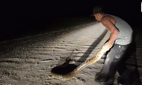 CLIP: Người đàn ông tay không khống chế trăn khổng lồ dài gần 4 mét trong đêm