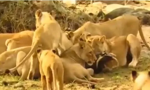 CLIP: Lợn bướu bị xé xác vì liều lĩnh "thách thức" sư tử