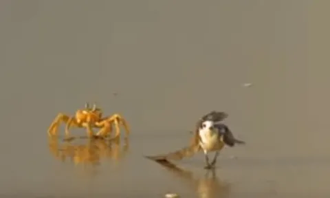 CLIP: Chim biển gãy cánh bị bầy còng biển truy sát và xé xác dã man