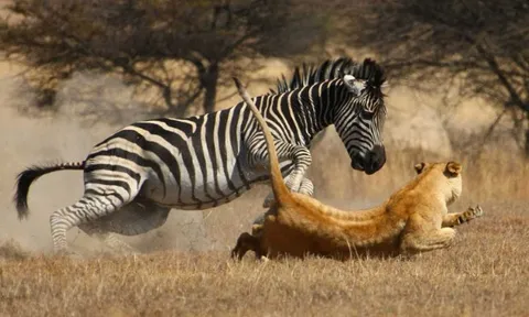CLIP: Thoát hàm cá sấu, ngựa vằn vẫn chết thảm dưới móng vuốt sư tử
