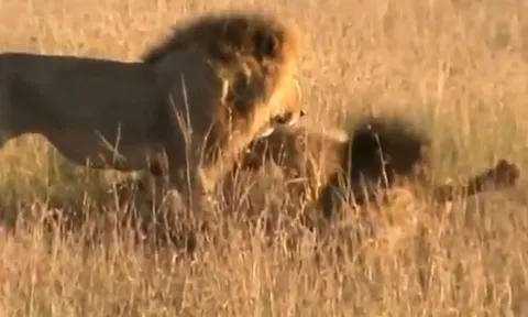 CLIP: Trận chiến kinh hoàng giữa 4 sư tử đực vì tranh giành lãnh thổ