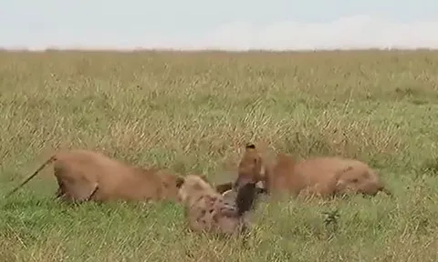 CLIP: Sư tử nổi điên, trừng phạt bầy linh cẩu tham lam