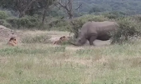 CLIP: Đang nằm nghỉ ngơi, đàn sư tử bỗng co giò bỏ chạy khi con vật này xuất hiện