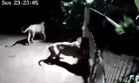 CLIP: Nửa đêm, 2 con sư tử tới cổng đe dọa chó nhà rồi nhận lại màn chống trả quyết liệt