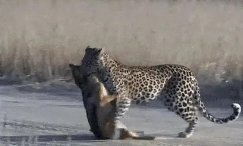 CLIP: Mải mê săn chim bồ câu, chó rừng từ kẻ đi săn biến thành con mồi của báo hoa mai