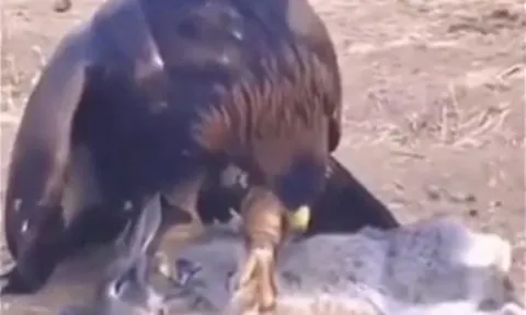 CLIP: Đại bàng phi thân, tóm gọn thỏ trong tích tắc