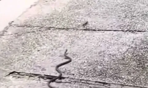 CLIP: Màn rượt đuổi kịch tính giữa rắn và thằn lằn