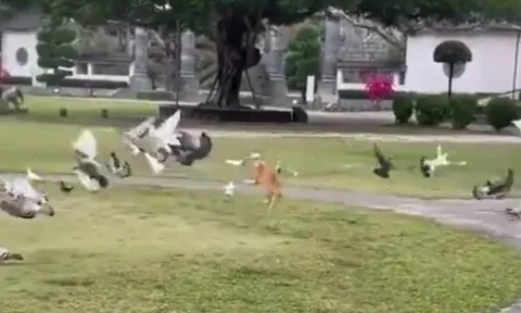 CLIP: Mãn nhãn trước màn săn bồ câu siêu điêu luyện của mèo nhà