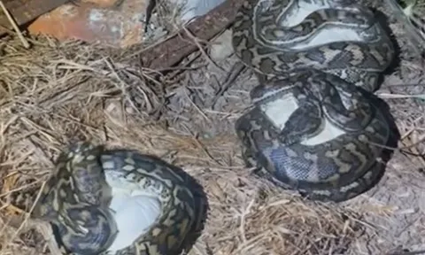 CLIP: Kinh hãi khi phát hiện 3 con trăn đang nằm cạnh nhau ấp trứng