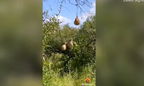 CLIP: Đàn chim dũng cảm hợp lực đánh đuổi rắn độc bảo vệ tổ non