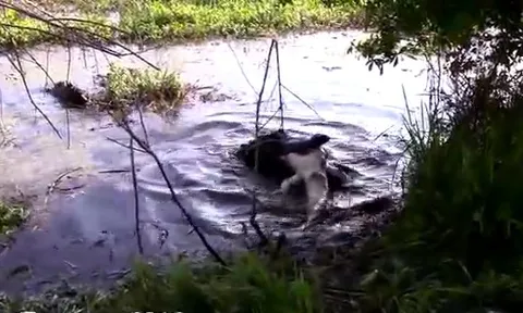 CLIP: Rùng rợn cảnh cá sấu khổng lồ cố nuốt xác đồng loại