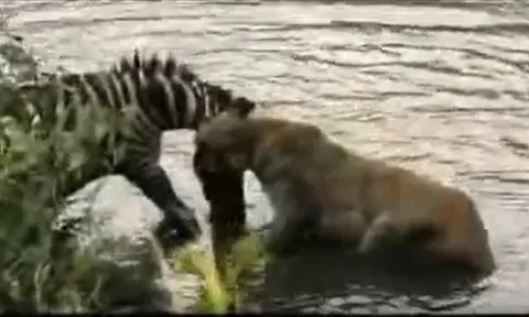 CLIP: Sư tử suýt chết đuối khi bị ngựa vằn “phản công” trong cuộc truy sát kịch tính