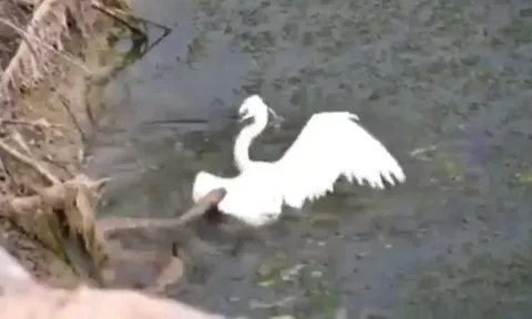 CLIP: Màn thủy chiến kịch tính giữa cò trắng với rắn, cái kết đầy bất ngờ