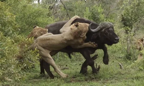 CLIP: Bầy sư tử 'bày trận' tuyệt đỉnh, hạ sát trâu rừng trưởng thành