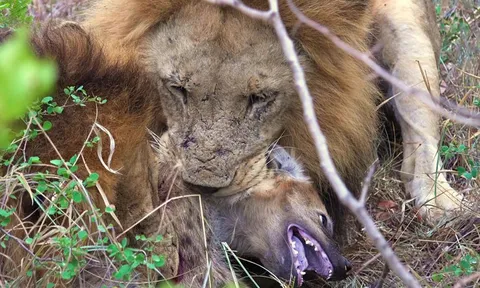 CLIP: Linh cẩu con lạc đàn bị sư tử đực sát hại dã man