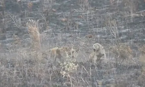 CLIP: Sư tử cái đơn độc trọng thương sau trận chiến dữ dội với đàn linh cẩu