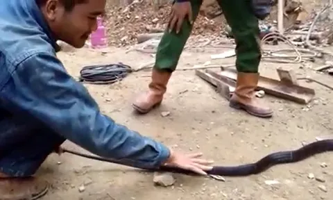 CLIP: Nhóm công nhân bắt sống rắn hổ mang chúa dài tới 3 mét