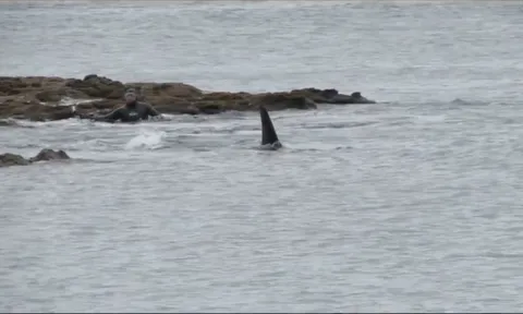 CLIP: Thợ lặn và chó cưng bị cá voi sát thủ rình bắt gần bờ biển