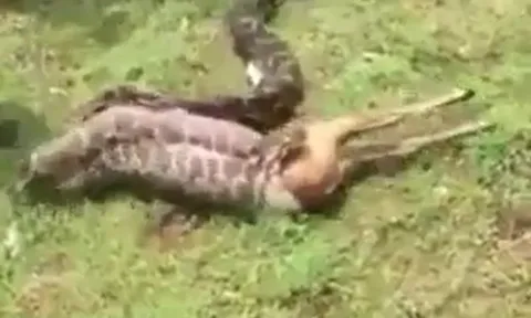 CLIP: Cảnh tượng kinh hoàng, trăn khổng lồ nuốt chửng nai chỉ trong 20 giây
