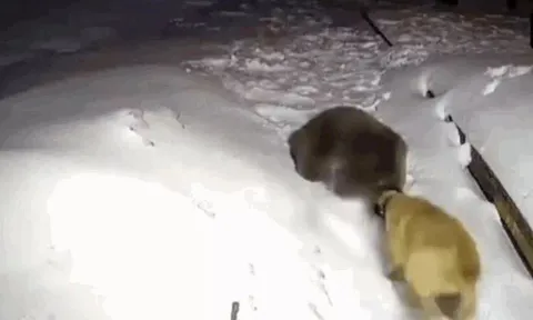 CLIP: Thấy gấu đen chuẩn bị tấn công chủ, chó Kangal dũng cảm lao lại giải cứu và cái kết