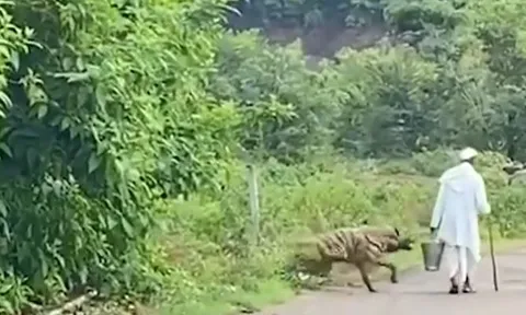 CLIP: Đang đi đường, ông cụ bị linh cẩu lao ra tấn công và màn giải cứu khiến người xem 'thót tim'