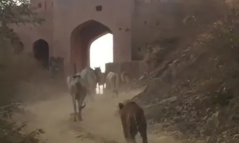 CLIP: Hổ dữ đi vào làng bắt bò khiến nhiều người sợ hãi