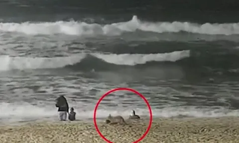 CLIP: Đi biển cùng gia đình bị chó sói tấn công, bé gái 2 tuổi tự vật lộn để cứu mình và cái kết 'thót tim'