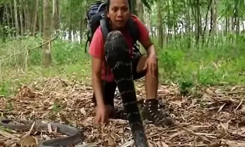 CLIP: Bị người đàn ông tiếp cận, rắn hổ mang chúa 'khủng' điên cuồng cắn trả và cái kết