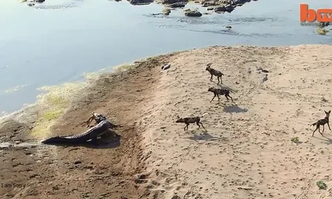 CLIP: Cá sấu lên bờ, trắng trợn cướp mồi của bầy chó hoang