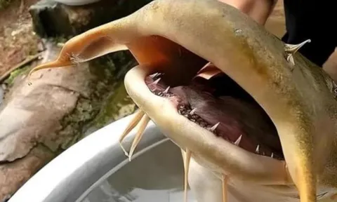 Loài cá bí ẩn không chứa phốt pho, thân màu vàng trông giống loài ngoài hành tinh