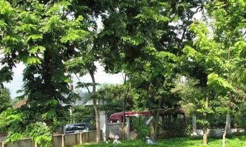 Thôn nghèo miền núi 'hốt bạc' nhờ trồng loại gỗ quý đắt như vàng: Nhà nhà xây biệt thự, người người sắm ô tô