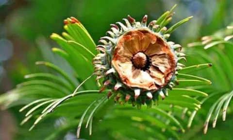 Loài cây 'hóa thạch sống' hồi sinh sau 2 triệu năm tuyệt chủng: Quý hiếm nhất hành tinh, hiện đang được trồng ở nơi bí mật