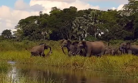 CLIP: Đang uống nước, voi bất ngờ bị cá sấu khổng lồ tấn công