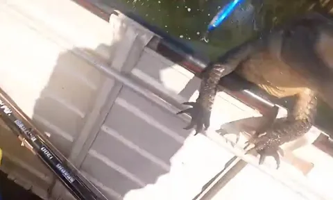 CLIP: Kinh hãi trước khoảnh khắc cá sấu lao lên ca nô tấn công du khách