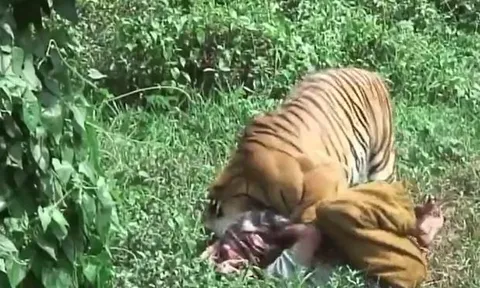 CLIP: Người đàn ông bị hổ vồ ngã, cắn vào đầu nhưng diễn biến sau đó khiến ai cũng 'sốc'