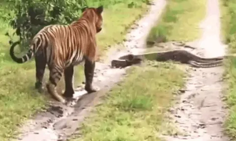 CLIP: Đang đi đường đụng độ trăn, hổ dữ làm ra hành động khiến người xem 'sốc'